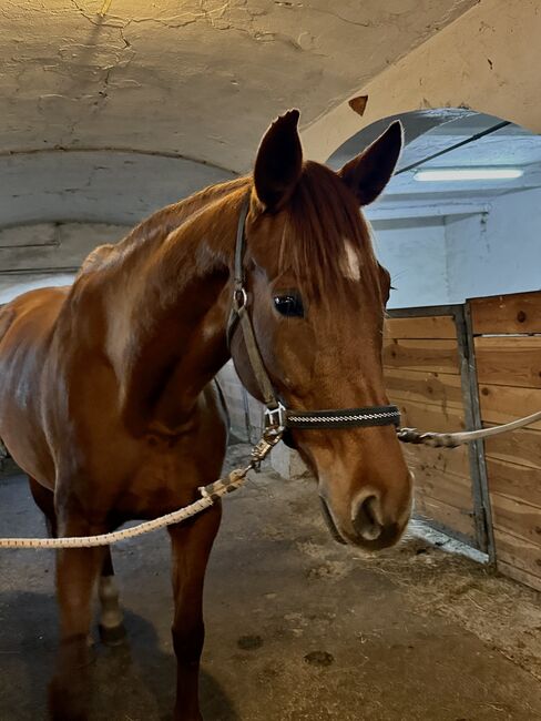 Sportliche, sensible Fuchsstute mit Potenzial für den gehobenen Sport,  Melanie Pick-Ertl, Pferd kaufen, Feldkirchen