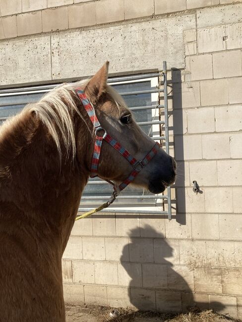 Sportlicher Haflinger mit gutem Fundament, Anna Maria Thiel , Pferd kaufen, Niederzier