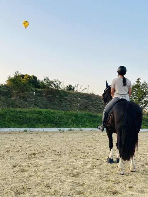 Sportlicher Welsh Cob D Wallach, Julia Zne, Pferd kaufen, Würmla, Abbildung 3