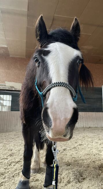 Sportlicher Welsh Cob D Wallach, Julia Zne, Pferd kaufen, Würmla