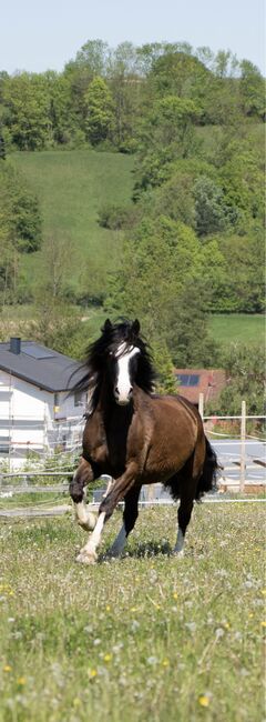 Sportlicher Welsh Cob D Wallach, Julia Zne, Pferd kaufen, Würmla, Abbildung 2