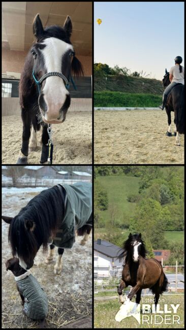 Sportlicher Welsh Cob D Wallach, Julia Zne, Pferd kaufen, Würmla, Abbildung 6