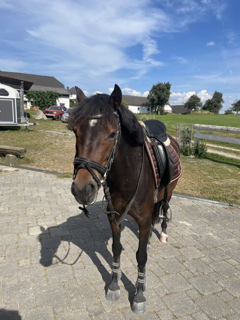 Sportliches Connemarapony, Laura Rögner, Pferd kaufen, Ansfelden