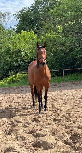 Sportstute als freizeitpartner zu verkaufen, Justyna , Horses For Sale, Hamburg, Image 5