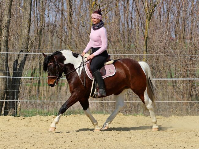 Sportliche 3-jährige Stute "Ribizli" zu verkaufen, Carina, Konie na sprzedaż, Per