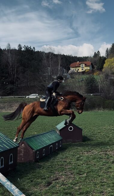 Sportlicher Fuchs Wallach, Lisa Schmidt, Konie na sprzedaż, Peisching
