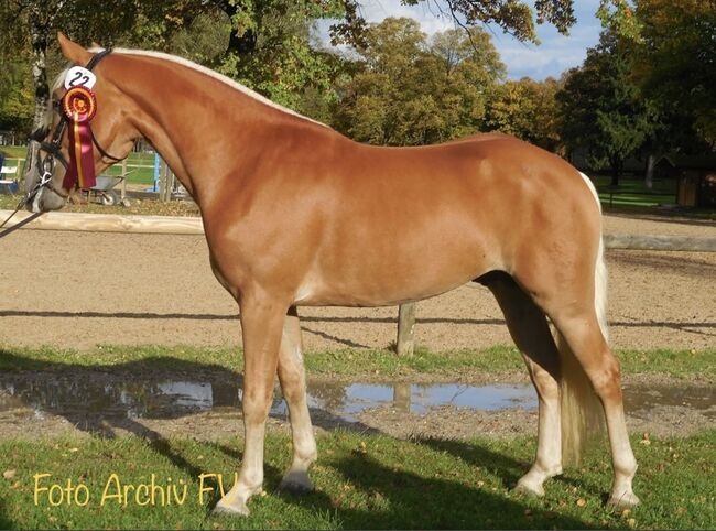 Sportlicher Haflinger Wallach sucht neue Aufgabe, Barbara , Konie na sprzedaż, Schönherrn, Image 3