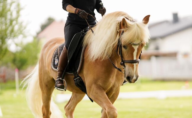 Sportlicher Haflinger Wallach sucht neue Aufgabe, Barbara , Konie na sprzedaż, Schönherrn