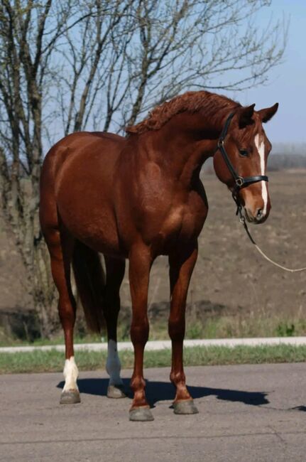 Sport Pferd, Maria, Horses For Sale, Szarvas, Image 3