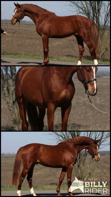 Sport Pferd, Maria, Horses For Sale, Szarvas, Image 4