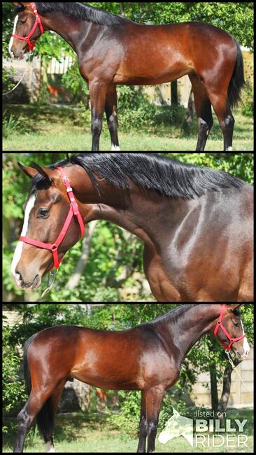 Sport Pferd, Georgina, Horses For Sale, Szarvas, Image 4