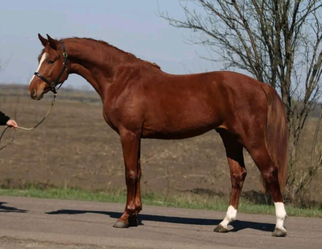 Sport Pferd, Maria, Pferd kaufen, Szarvas