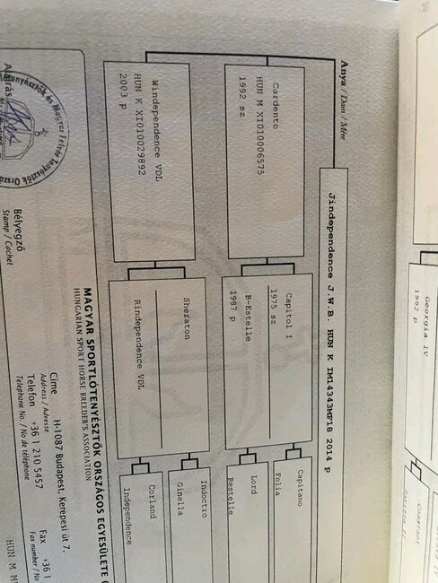 Sport pferd, Anabell, Pferd kaufen, Szarvas, Abbildung 4