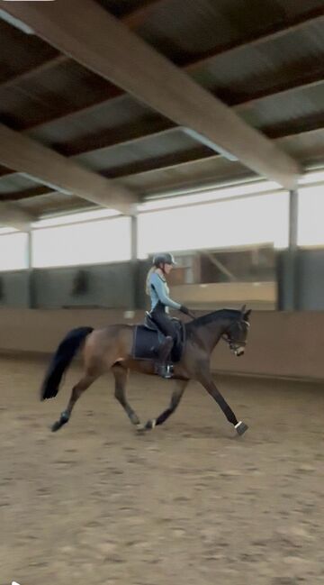 Sportpony zu verkaufen, Lanea Rohlfing , Horses For Sale, Barmstedt 