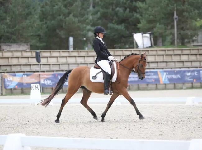 Sportpony-Stute, 5 Jahre – Dressur & Vielseitigkeitstalent, lemaponies, Horses For Sale, Rolle, Image 2
