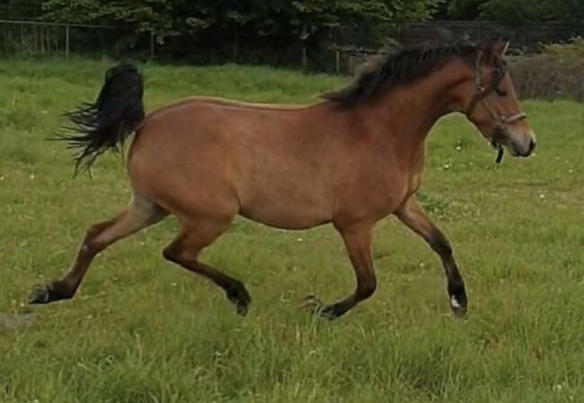 Sportpony-Stute, 5 Jahre – Dressur & Vielseitigkeitstalent, lemaponies, Horses For Sale, Rolle, Image 3