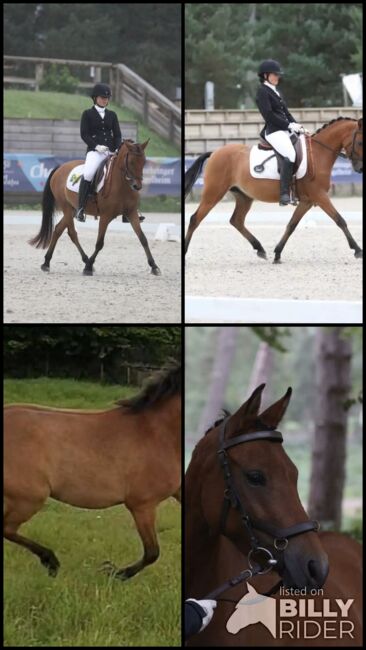 Sportpony-Stute, 5 Jahre – Dressur & Vielseitigkeitstalent, lemaponies, Horses For Sale, Rolle, Image 7