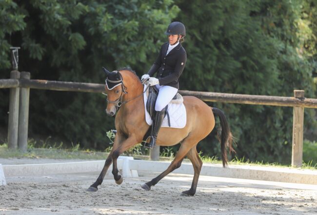 Sportpony-Stute, 5 Jahre – Dressur & Vielseitigkeitstalent, lemaponies, Horses For Sale, Rolle, Image 5
