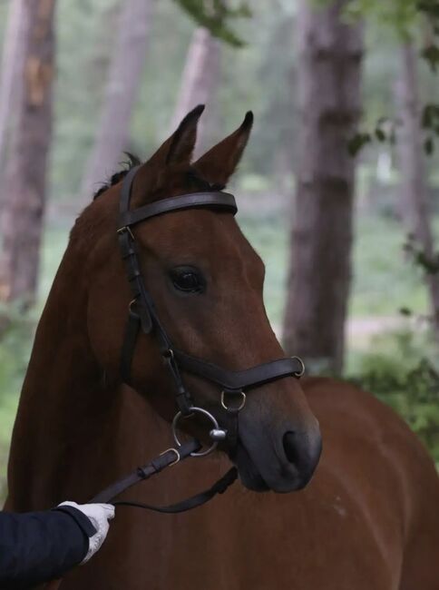 Sportpony-Stute, 5 Jahre – Dressur & Vielseitigkeitstalent, lemaponies, Konie na sprzedaż, Rolle, Image 4