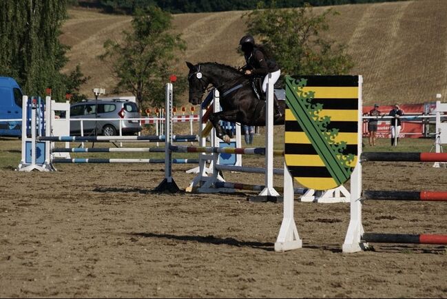 Sportstute Freizeitpferd Zuchtstute, Nörenberg, Horses For Sale, Mildenau 