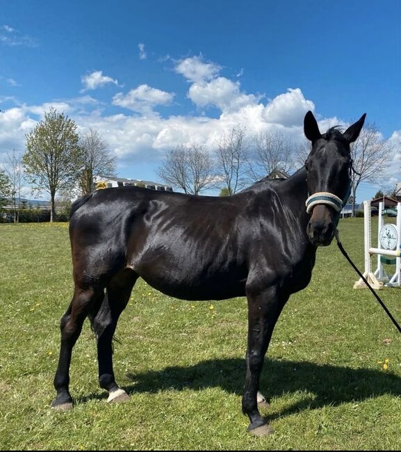 Sportstute Freizeitpferd Zuchtstute, Nörenberg, Horses For Sale, Mildenau , Image 2