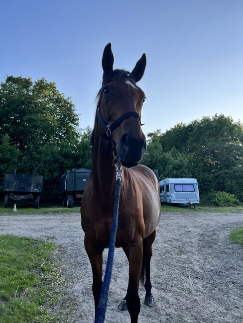 Sportstute als freizeitpartner zu verkaufen, Justyna , Horses For Sale, Hamburg