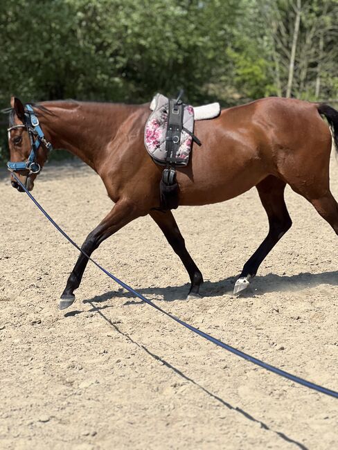 Sportstute als freizeitpartner zu verkaufen, Justyna , Horses For Sale, Hamburg, Image 3