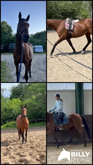 Sportstute als freizeitpartner zu verkaufen, Justyna , Horses For Sale, Hamburg, Image 6
