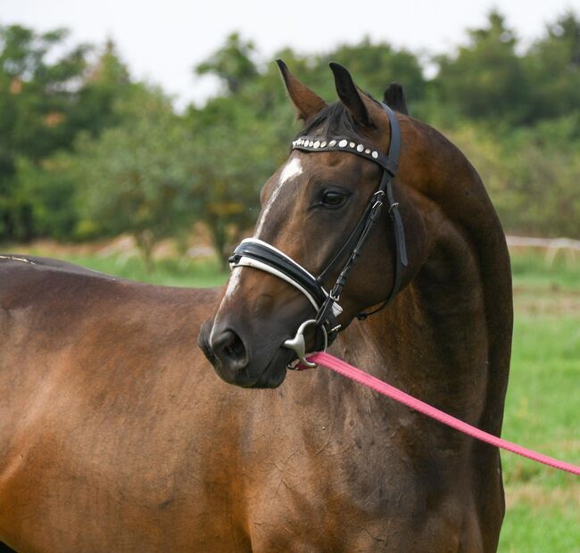 Sportstute geritten und gefahren, Post-Your-Horse.com (Caballoria S.L.), Pferd kaufen, Rafelguaraf