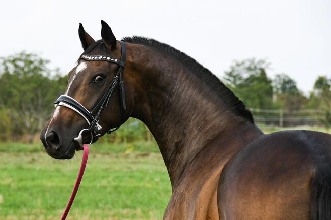 Sportstute geritten und gefahren, Post-Your-Horse.com (Caballoria S.L.), Horses For Sale, Rafelguaraf, Image 3