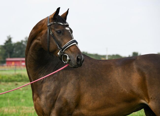 Sportstute geritten und gefahren, Post-Your-Horse.com (Caballoria S.L.), Konie na sprzedaż, Rafelguaraf, Image 4