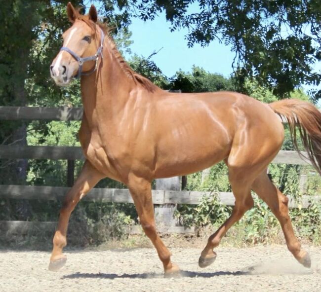 Sportliche Fuchsstute, Pferdeglück (Pferdeglück GmbH), Horses For Sale, Pelmberg