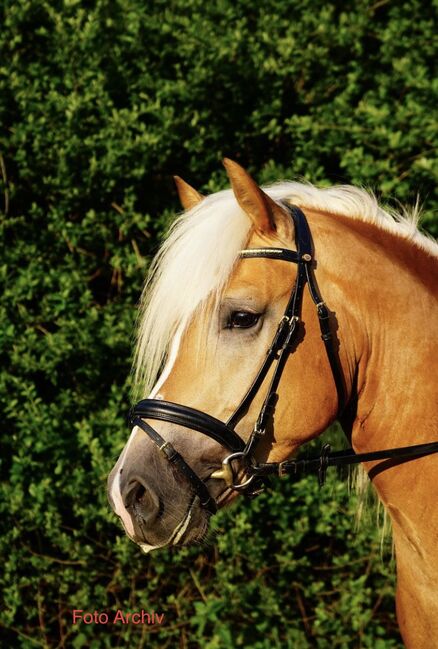 Sportlicher Haflinger Wallach sucht neue Aufgabe, Barbara , Horses For Sale, Schönherrn, Image 4