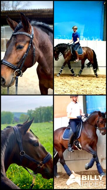 Sportlicher, solider PRE Wallach, ISPA - Iberische Sportpferde Agentur (ISPA - Iberische Sportpferde Agentur), Horses For Sale, Bedburg, Image 7