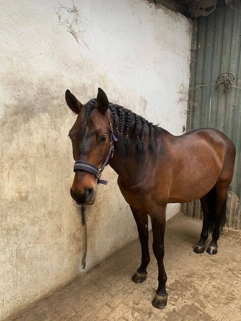 Sportlicher, solider PRE Wallach, ISPA - Iberische Sportpferde Agentur (ISPA - Iberische Sportpferde Agentur), Horses For Sale, Bedburg, Image 6