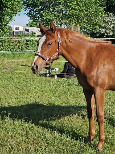 Sportliche Topsail Whiz Enkelin, Kerstin Rehbehn (Pferdemarketing Ost), Horses For Sale, Nienburg, Image 6