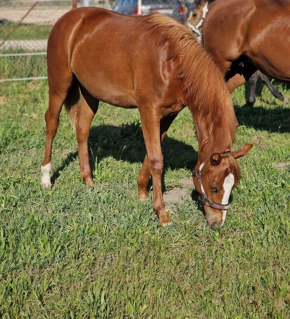 Sportliche Topsail Whiz Enkelin, Kerstin Rehbehn (Pferdemarketing Ost), Horses For Sale, Nienburg