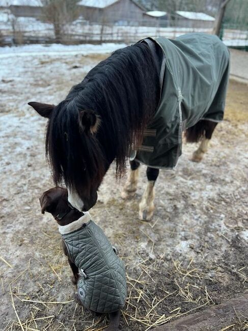 Sportlicher Welsh Cob D Wallach, Julia Zne, Horses For Sale, Würmla, Image 4