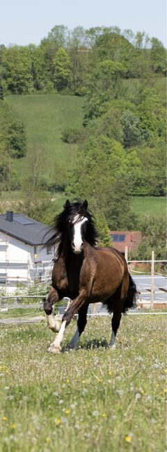 Sportlicher Welsh Cob D Wallach, Julia Zne, Horses For Sale, Würmla, Image 2