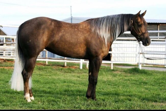 Bewährte Quarter Horse Zuchtstute mit Top-Abstammung, Kerstin Rehbehn (Pferdemarketing Ost), Konie na sprzedaż, Nienburg