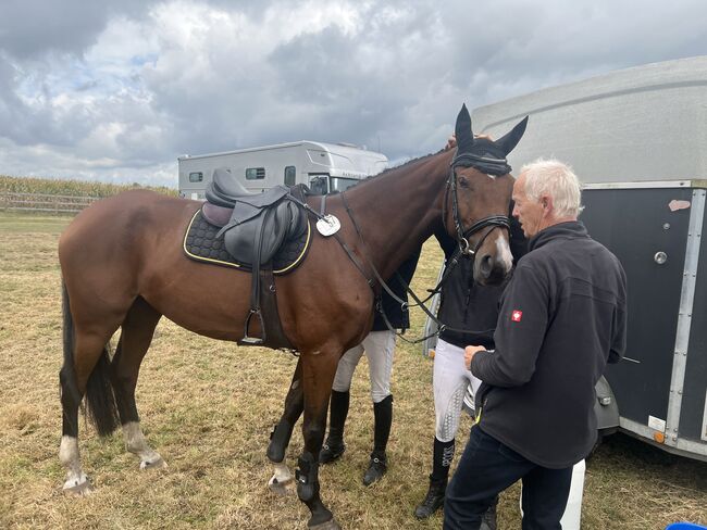 Springstute, Lühring , Horses For Sale, Hassel (Weser), Image 3