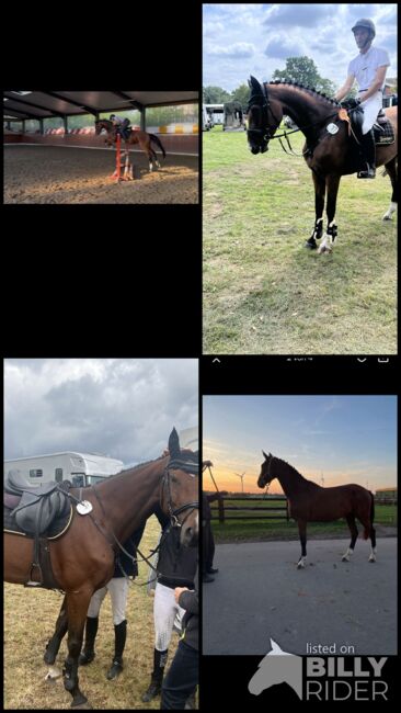 Springstute, Lühring , Horses For Sale, Hassel (Weser), Image 5
