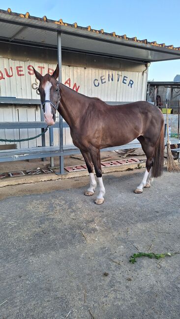 Cavalla da Salto, Gino, Horses For Sale, Solarino, Image 3