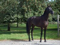 Spring- oder Freizeitpferd, andreas, Horses For Sale, Hohentannen 