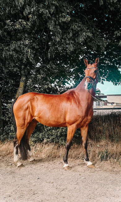 Spring Pony, Jennifer Boxbücher , Pferd kaufen, Schwalmtal, Abbildung 2