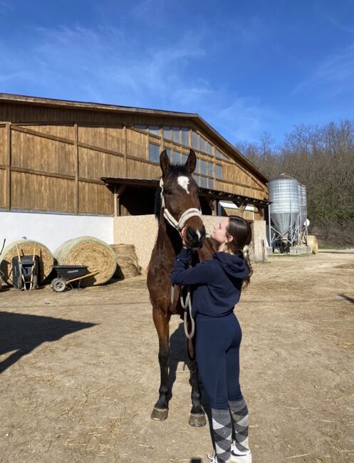 Spring und Hobbypferd Darius, Viktor, Konie na sprzedaż, Neusiedl