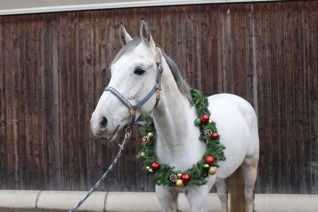 Verkaufe Springpferd mit mega Vermögen, Bianca Neubauer , Horses For Sale, Leibnitz