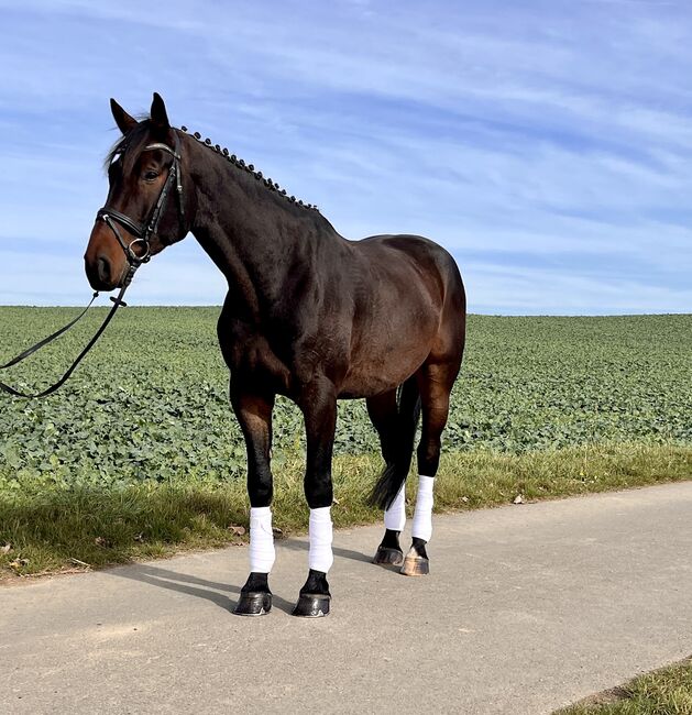 Springgezogener Bildhübscher Wallach, Sandra , Horses For Sale, Salzatal, Image 2