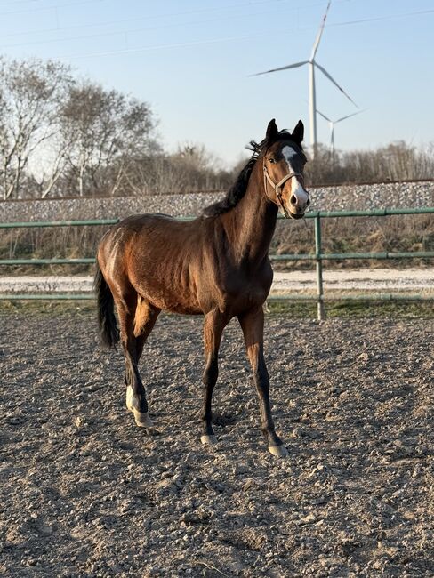 Springbetonter Hengst mit hervorragender Galoppade (v. Casiro |), Leonie Sophie Gensbichler , Horses For Sale, Wien  