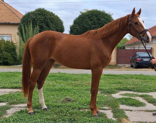 jump horse, Erika, Horses For Sale, Szarvas